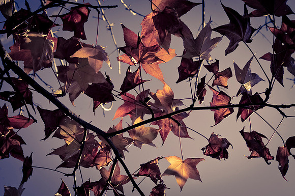 Last cries of autumn
