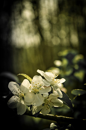 Clinton Towpath spring 2012