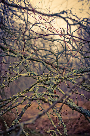 Clinton Towpath winter 2012
